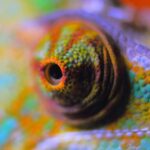 Photo d'un caméléon multicolore pour illustrer cet article sur l'adaptation du style de communication aux plateformes de réseaux sociaux