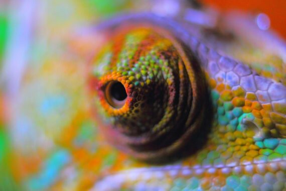 Photo d'un caméléon multicolore pour illustrer cet article sur l'adaptation du style de communication aux plateformes de réseaux sociaux